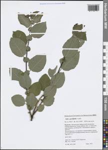 Salix pyrolifolia Ledeb., Siberia, Baikal & Transbaikal region (S4) (Russia)