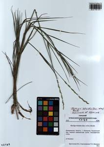 Elymus lolioides (P.Candargy) Melderis, Siberia, Altai & Sayany Mountains (S2) (Russia)