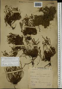 Limonium suffruticosum (L.) Kuntze, Eastern Europe, Eastern region (E10) (Russia)