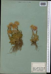 Erigeron, Middle Asia, Northern & Central Tian Shan (M4) (Kyrgyzstan)