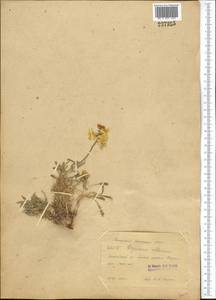 Erysimum flavum subsp. altaicum (C.A. Mey.) Polozhij, Middle Asia, Pamir & Pamiro-Alai (M2)