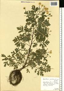 Tanacetum parthenium (L.) Sch. Bip., Eastern Europe, Central forest region (E5) (Russia)