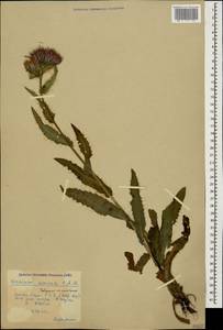 Cirsium simplex C. A. Mey., Caucasus, Krasnodar Krai & Adygea (K1a) (Russia)