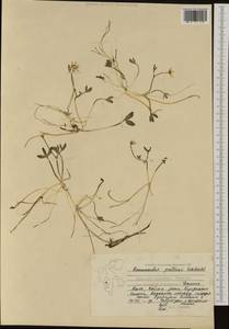 Coptidium pallasii (Schltdl.) A. & D. Löve, Western Europe (EUR) (Svalbard and Jan Mayen)