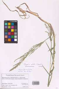 Glyceria notata Chevall., Eastern Europe, Central forest region (E5) (Russia)
