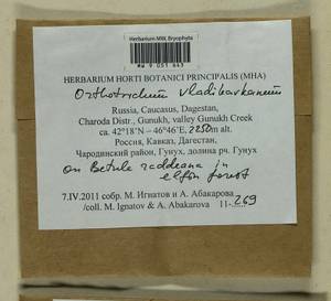 Lewinskya vladikavkana (Venturi) F. Lara, Garilleti & Goffinet, Bryophytes, Bryophytes - North Caucasus & Ciscaucasia (B12) (Russia)