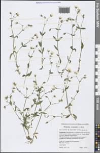 Dichodon cerastoides (L.) Rchb., Siberia, Baikal & Transbaikal region (S4) (Russia)