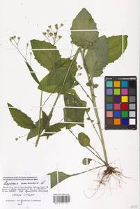 Lapsana communis, Eastern Europe, Moscow region (E4a) (Russia)