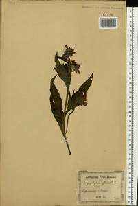 Symphytum officinale L., Eastern Europe, South Ukrainian region (E12) (Ukraine)