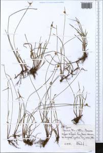 Cyperus, Africa (AFR) (Ethiopia)