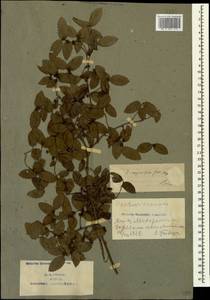 Zelkova carpinifolia (Pall.) C. Koch, Caucasus, Azerbaijan (K6) (Azerbaijan)
