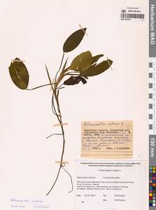 Potamogeton natans L., Siberia, Chukotka & Kamchatka (S7) (Russia)
