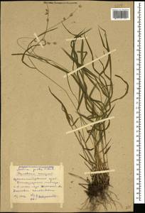 Melica picta K.Koch, Caucasus, Stavropol Krai, Karachay-Cherkessia & Kabardino-Balkaria (K1b) (Russia)