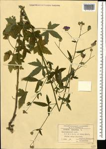 Althaea cannabina L., Caucasus, Black Sea Shore (from Novorossiysk to Adler) (K3) (Russia)