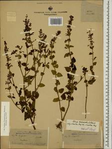 Clinopodium menthifolium, Caucasus, Stavropol Krai, Karachay-Cherkessia & Kabardino-Balkaria (K1b) (Russia)