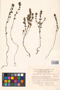 MHA 0 161 574, Euphrasia × vernalis List, Eastern Europe, Eastern region (E10) (Russia)