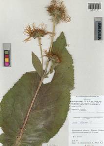 Inula helenium L., Siberia, Altai & Sayany Mountains (S2) (Russia)
