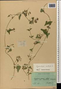 Cynanchum acutum L., Caucasus, Stavropol Krai, Karachay-Cherkessia & Kabardino-Balkaria (K1b) (Russia)