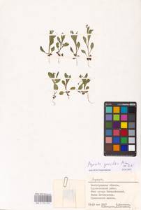 MHA 0 153 014, Myosotis sparsiflora J.C.Mikan ex Pohl, Eastern Europe, Lower Volga region (E9) (Russia)