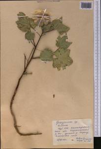 Gossypium herbaceum, Middle Asia, Syr-Darian deserts & Kyzylkum (M7) (Uzbekistan)