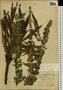 Echium vulgare L., Siberia, Altai & Sayany Mountains (S2) (Russia)