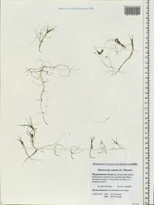 Ranunculus reptans L., Eastern Europe, Northern region (E1) (Russia)