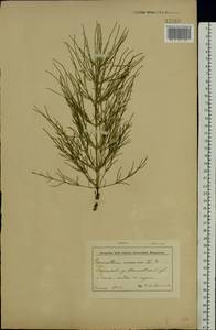 Equisetum arvense L., Eastern Europe, Belarus (E3a) (Belarus)
