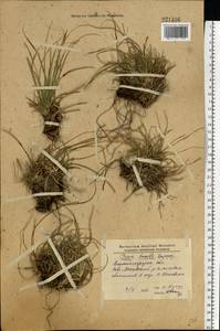 Carex humilis Leyss., Eastern Europe, North Ukrainian region (E11) (Ukraine)