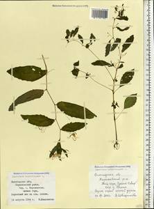 Impatiens noli-tangere L., Eastern Europe, Northern region (E1) (Russia)