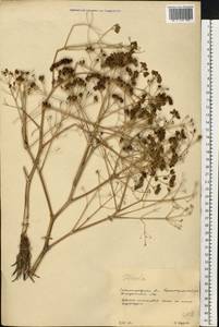 Ferula caspica M.Bieb., Eastern Europe, Lower Volga region (E9) (Russia)