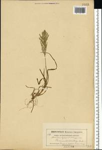 Poa annua L., Eastern Europe, Moscow region (E4a) (Russia)