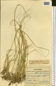 Stipa krylovii Roshev., Siberia, Western (Kazakhstan) Altai Mountains (S2a) (Kazakhstan)