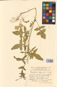 Sisymbrium officinale (L.) Scop., Eastern Europe, Lithuania (E2a) (Lithuania)