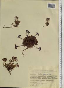 Hylotelephium cyaneum (Rudolph) H. Ohba, Siberia, Chukotka & Kamchatka (S7) (Russia)