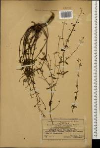 Scrophularia variegata M. Bieb., Caucasus, Azerbaijan (K6) (Azerbaijan)