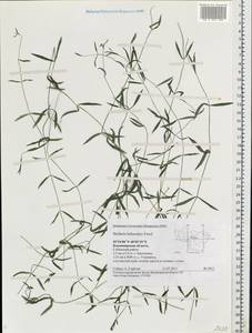Stellaria hebecalyx Fenzl, Eastern Europe, Central region (E4) (Russia)