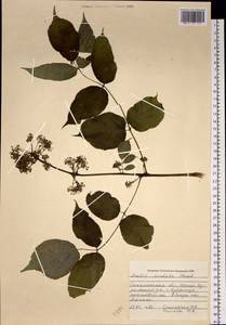 Aralia cordata Thunb., Siberia, Russian Far East (S6) (Russia)