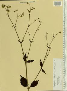 Mirabilis nyctaginea (Michx.) MacMill., Eastern Europe, Central forest-and-steppe region (E6) (Russia)