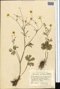 Ranunculus mindshelkensis B. Fedtsch., Middle Asia, Western Tian Shan & Karatau (M3) (Uzbekistan)