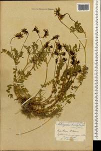 Astragalus brachytropis (Stev.) C. A. Mey., Caucasus, Georgia (K4) (Georgia)