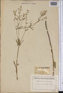 Euphorbia corollata L., America (AMER) (United States)