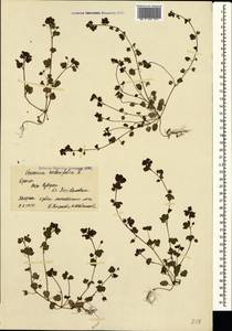 Veronica hederifolia L., Crimea (KRYM) (Russia)