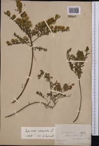 Spiraea crenata L., Middle Asia, Northern & Central Kazakhstan (M10) (Kazakhstan)