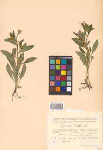 Chorispora tenella (Pall.) DC., Eastern Europe, South Ukrainian region (E12) (Ukraine)