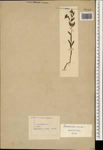 Buglossoides arvensis (L.) I.M.Johnst., Caucasus, Azerbaijan (K6) (Azerbaijan)
