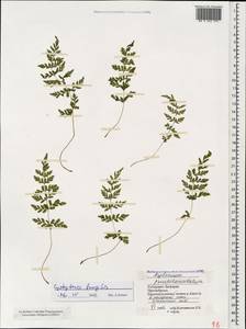 Cystopteris fragilis (L.) Bernh., Caucasus, Stavropol Krai, Karachay-Cherkessia & Kabardino-Balkaria (K1b) (Russia)