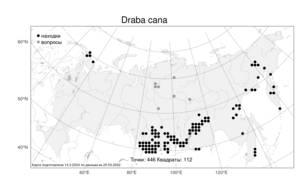 Draba cana Rydb., Atlas of the Russian Flora (FLORUS) (Russia)