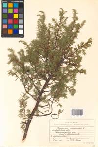 Juniperus communis L., Eastern Europe, Moscow region (E4a) (Russia)