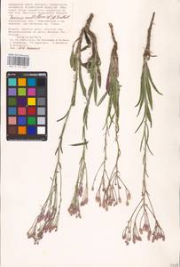 Jurinea multiflora (L.) B. Fedtsch., Eastern Europe, Lower Volga region (E9) (Russia)