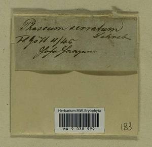 Ephemerum serratum (Schreb. ex Hedw.) Hampe, Bryophytes, Bryophytes - Western Europe (BEu) (Germany)